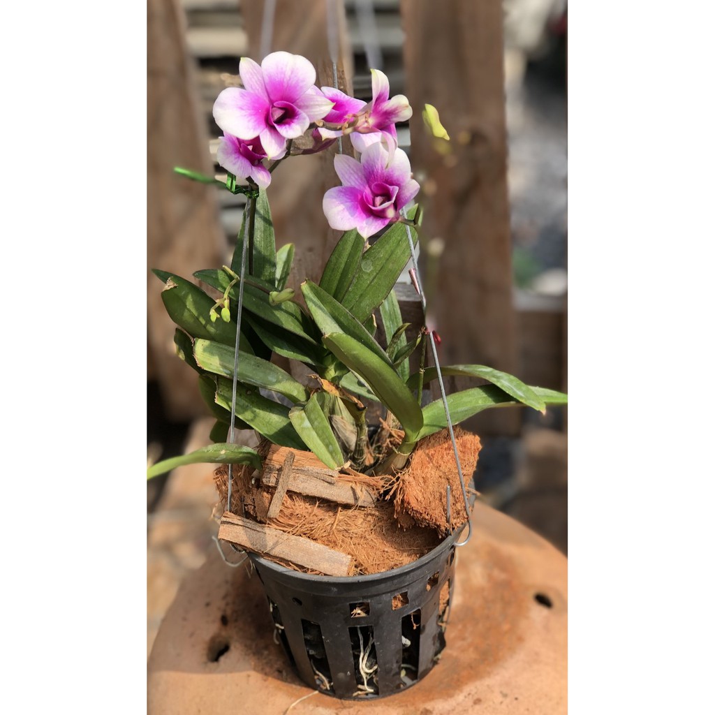 Chậu treo lan Denro Yaya