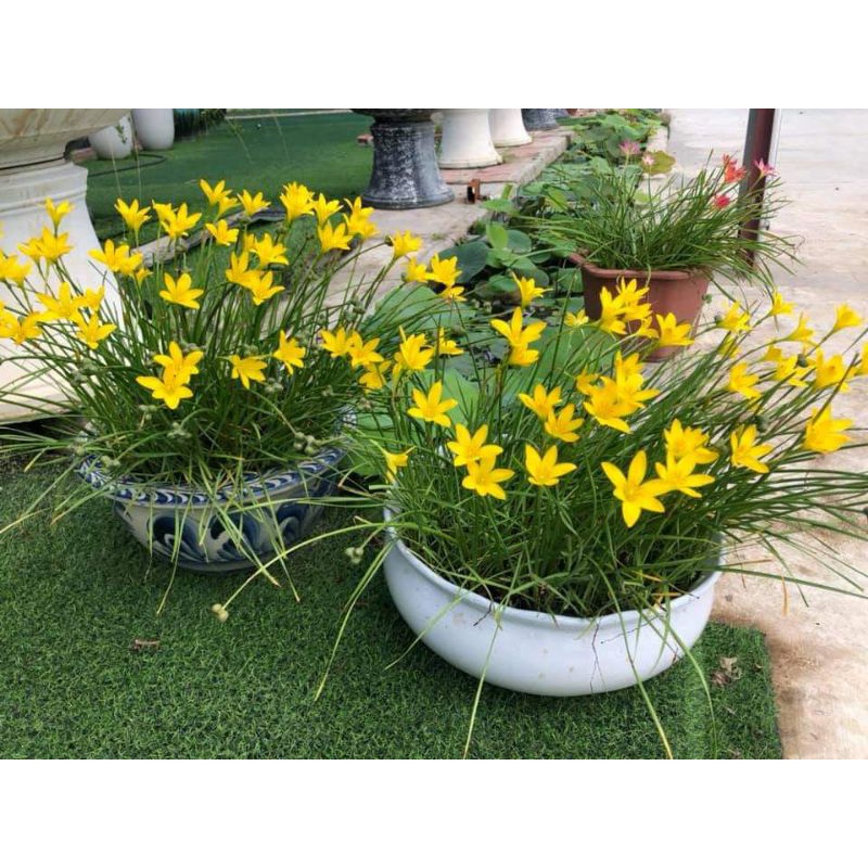 Củ  hoa huệ mưa vàng _hoa tóc tiên
