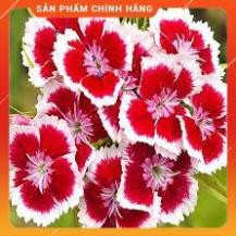 HẠT GIỐNG CẢM CHƯỚNG NHIỀU MẦU GÓI 100 HẠT
