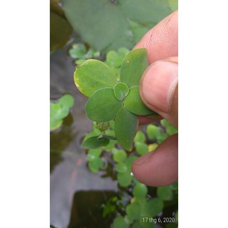 Bèo cái nhật mini - Cây thủy sinh (1 gói 10 cây)