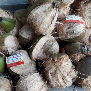 Combo 3 trái dừa sáp loại 1 đặc ruột như hình ảnh