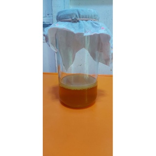 NẤM SCOBY/KOMBUCHA/THỦY SÂM