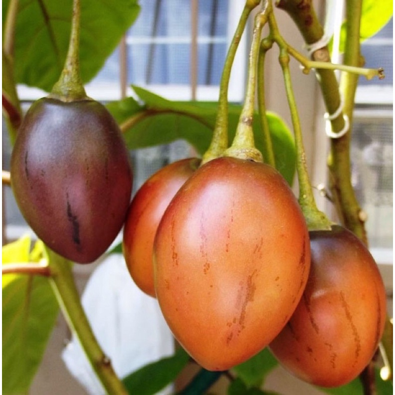 1 KG CÀ CHUA THÂN GỖ