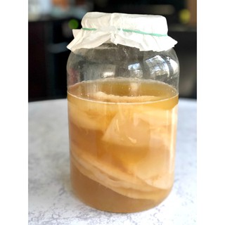 Scoby làm kombucha