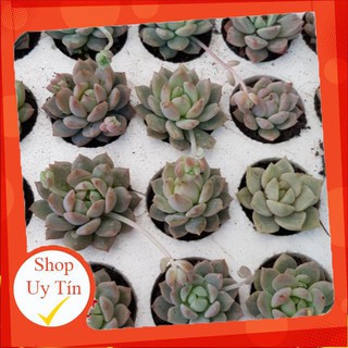 Sen đá dù hồng vĩ mini (dù đá vĩ)🍏 |FREESHIP| 🔥 XỨ NÓNG, ĐÃ THUẦN KHÍ HẬU, KHOẺ ĐẸP 🍏 LỖI 1 ĐỔI 1