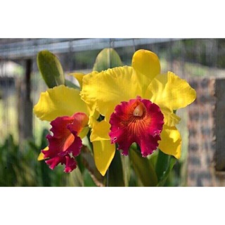 Hoa lan catt Amakee cây trưởng thành sắp hoa