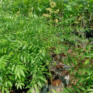 Cây cóc thái. Đang cho hoa  .tặng kèm túi phân