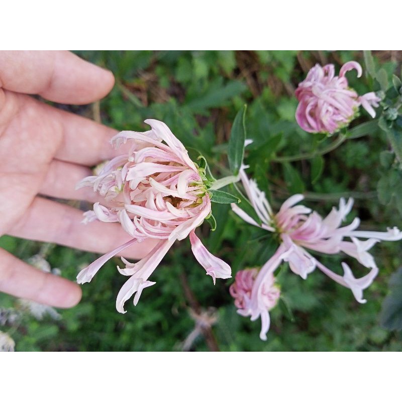 Cúc khổng tước mix màu (cây giống)