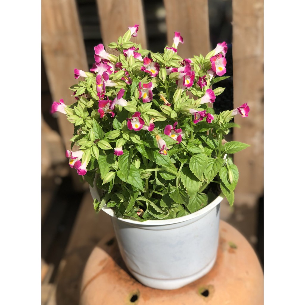 Chậu hoa Panxê chỉ giao tại TP.HCM