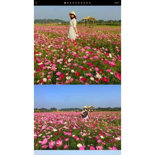 HẠT GIỐNG HOA CÁNH BƯỚM ĐỦ MÀU