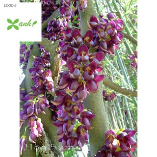 Hoa leo Huyết long 10 hạt