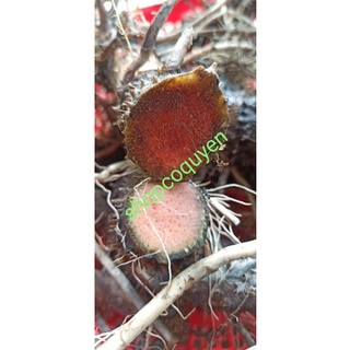 Gốc cây càng tôm ( mướp gai ) tươi 1 ký