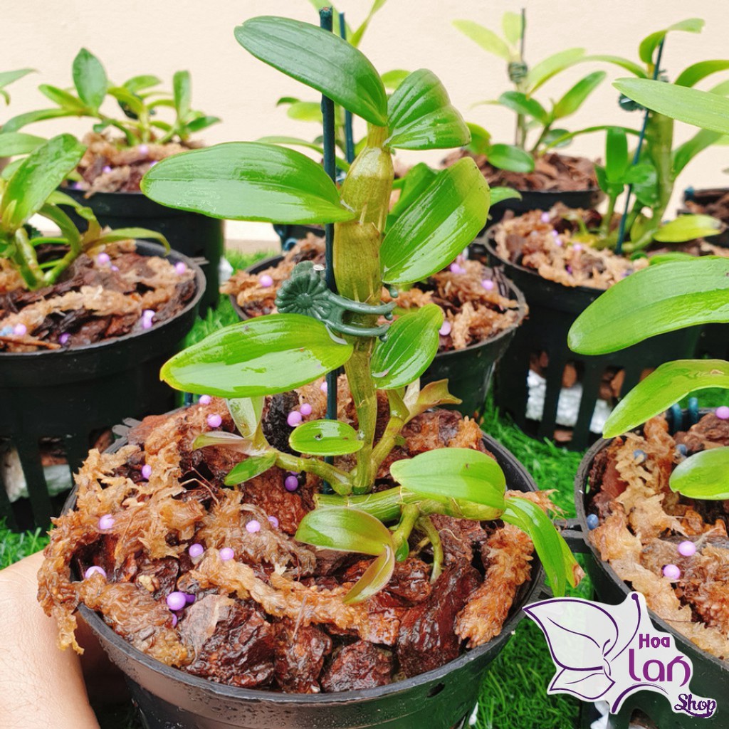 Lan Phi Điệp 🌸SHIP NGUYÊN CHẬU 🌸 Hồng Yên Thủy - Hồng Mỹ Nhân - MInh Châu -  Ắ Hậu