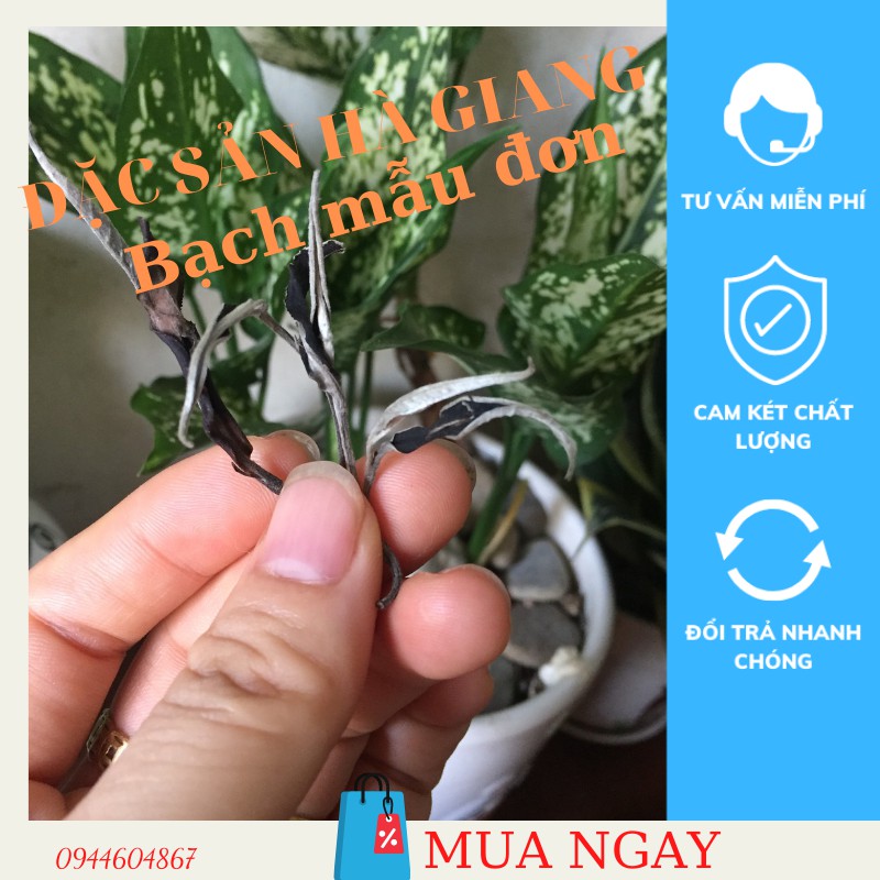 Bạch trà mẫu đơn  200g