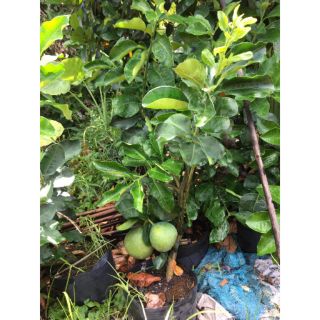 Cây 🌲 Bưởi Da Xanh đang trái