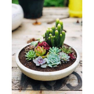 Sen đá combo 10 cây mini đủ loại