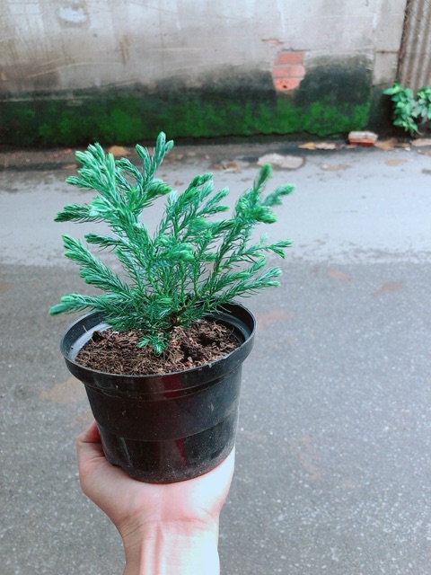 Chậu Cây Tùng Tuyết