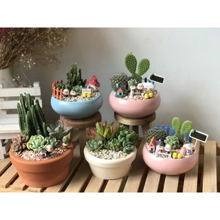 Chậu sen đá mix tiểu cảnh 200-299k.