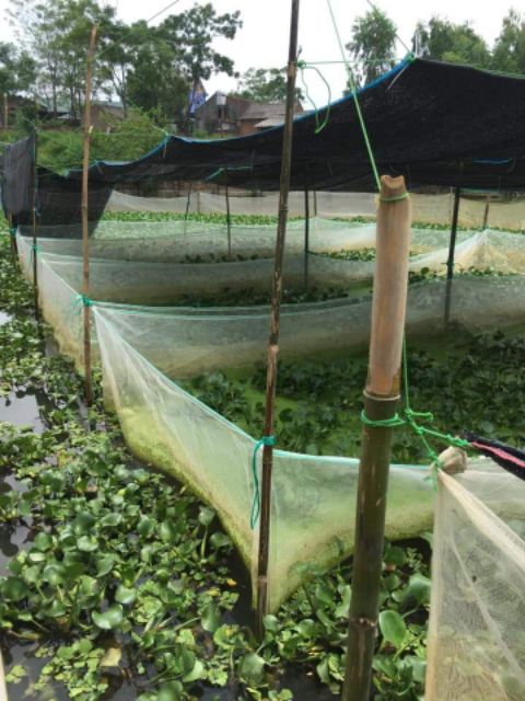 Tráng lưới nuôi ốc nhồi - 15 mét vuông cao sâu 1,3 mét