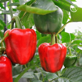 Hạt giống Ớt Ngọt F1 - Ớt Cali OP  Phú Nông - Gói 0.1g - 0.2g- Sweet Pepper F1 Hybrid