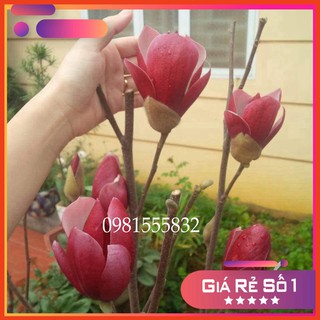 Cây Hoa Mộc Lan Sẵn NỤ