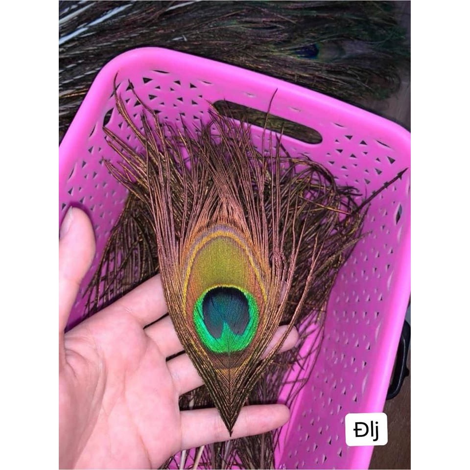 LÔNG PHONG THỦY MAY MẮN ĐỂ ỐP ĐIỆN THOẠI