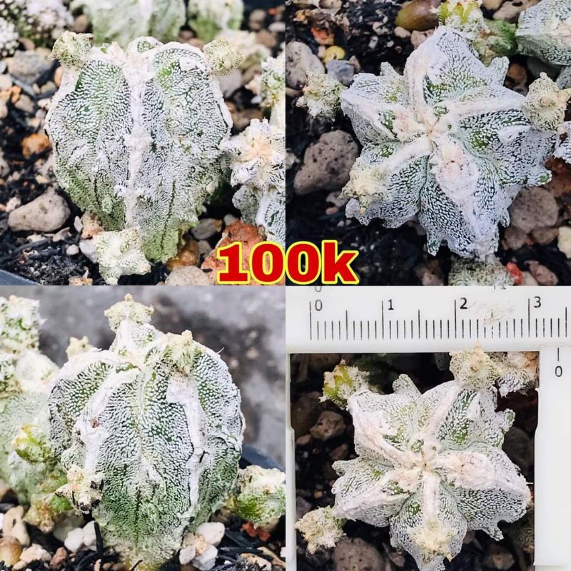 Xương rồng Astro Fukuryo da cám - Size 2.5-3cm - Hoa vàng
