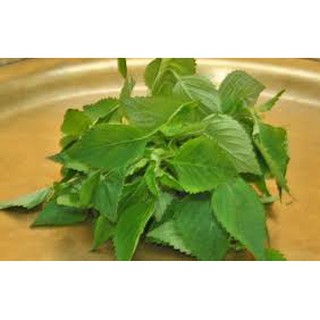 Hạt giống rau kinh giới( 2G)