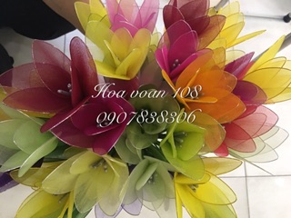 Hoa  tulip vải voan