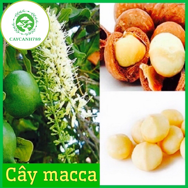 Cây macca F1 ra qua sau 2 năm cao 70cm(ảnh thật sô 2).