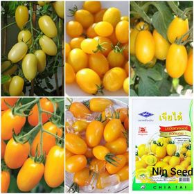 50 H - HẠT GIỐNG CÀ CHUA CHERRY ANH ĐÀO F1 -  VÀNG