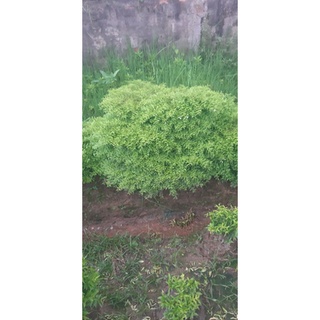 Mai chiếu thủy lá rêu