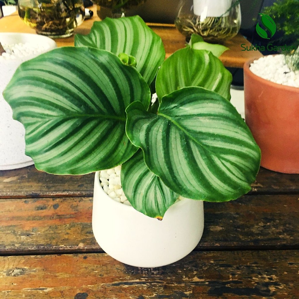 Cây Đuôi Công Táo, Đuôi công xanh Calathea Medallion để bàn kèm chậu gốm tráng men