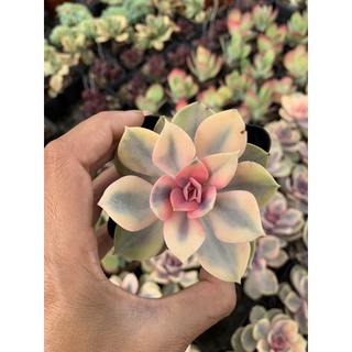 Sen đá Hồng dâu var size 8cm
