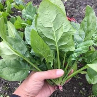Hạt giống cải bó xôi
