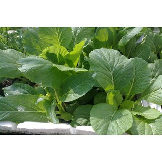 Hạt giống Rau Cải Ngồng Mập – Cải Ngồng Xanh ( 20 gram)