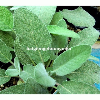 20H - HẠT GIỐNG XÔ THƠM