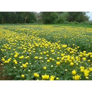 2000 HẠT GIỐNG HOA CÚC VÀNG