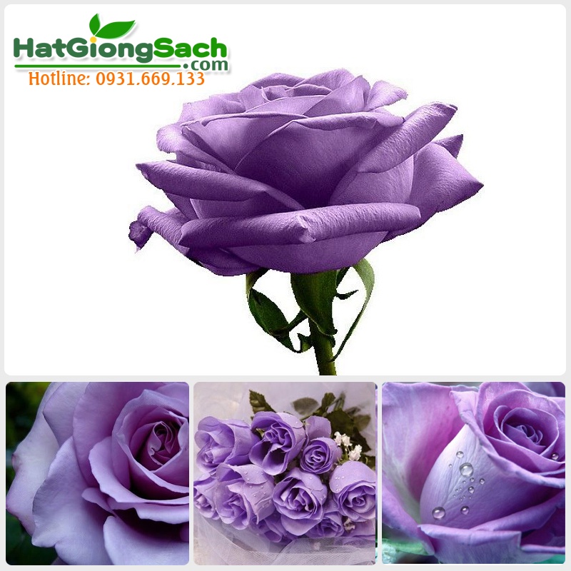 5 Hạt giống hoa Hồng tím tặng kích mầm