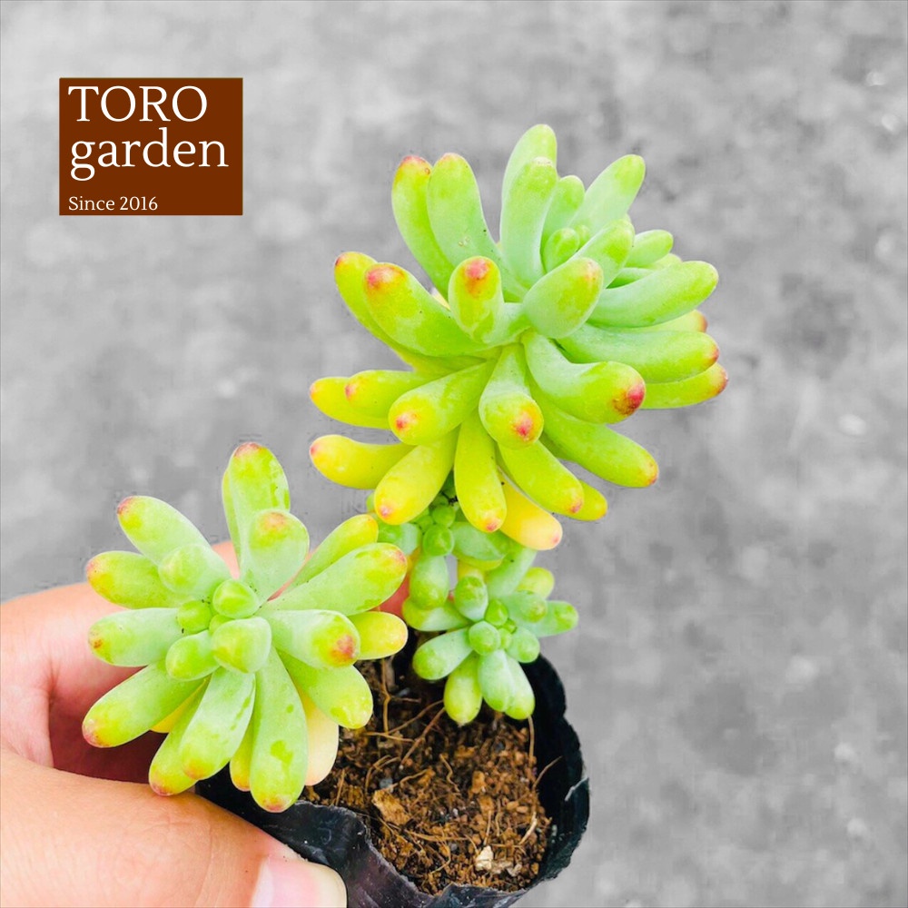 Sen đá thạch ngọc mĩ Đà Lạt size bé cây cảnh trang trí nhà cửa Toro garden