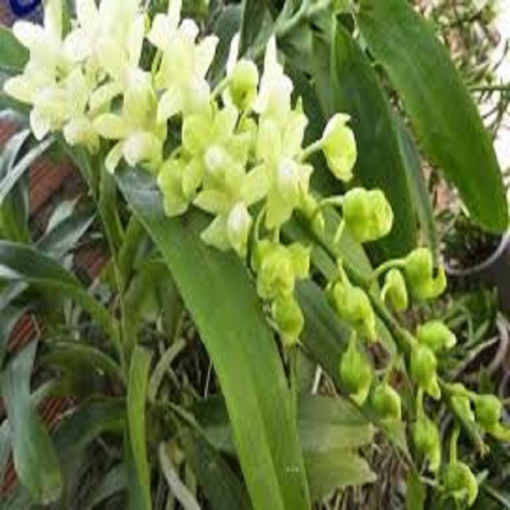 Hoa lan quế lan hương