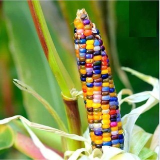Hạt giống ngô nhiều màu ( ngô kim cương ) { gói 10gram }