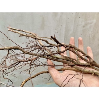 100g rễ rừng dẻo, lũa rễ rừng setup bể cá , trang trí, handmade