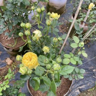 Hoa Hồng trứng Catalina(tặng kèm phân bón)
