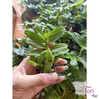 Lan Phi Điệp 🎁Mua 3 Tặng 1🎁 5ct HO [ Cây Giống ]