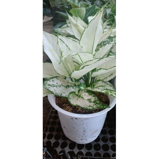 Cây Ngọc Bích Hàng Đẹp