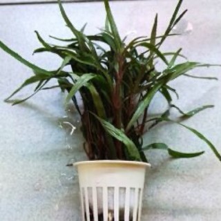 Cây thuỷ sinh bạch tuộc - 5 cây thuỷ sinh bạch tuộc