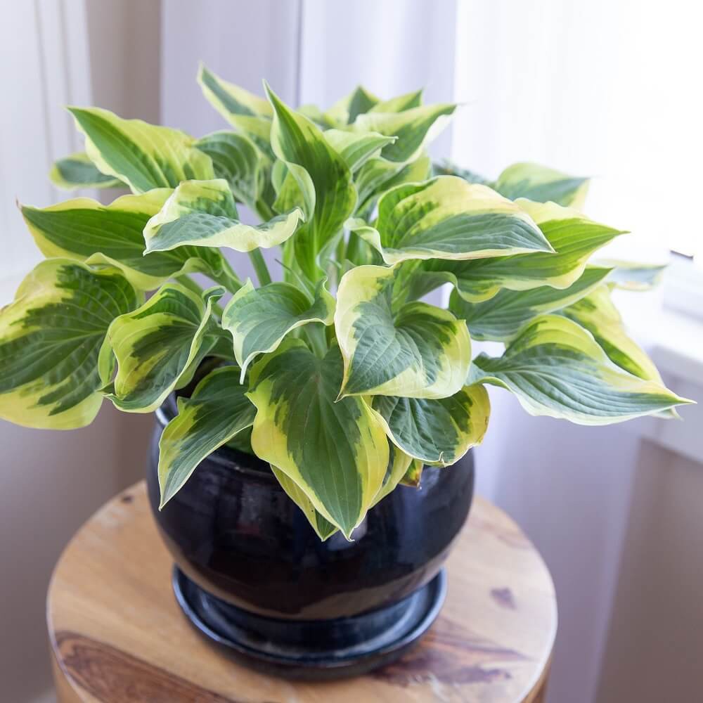 Cây giống Hosta fortunei 'Fragrant Bouquet' (Ngọc Trâm) chậu nhựa