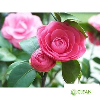 Hạt giống hoa Trà My - 5 hạt