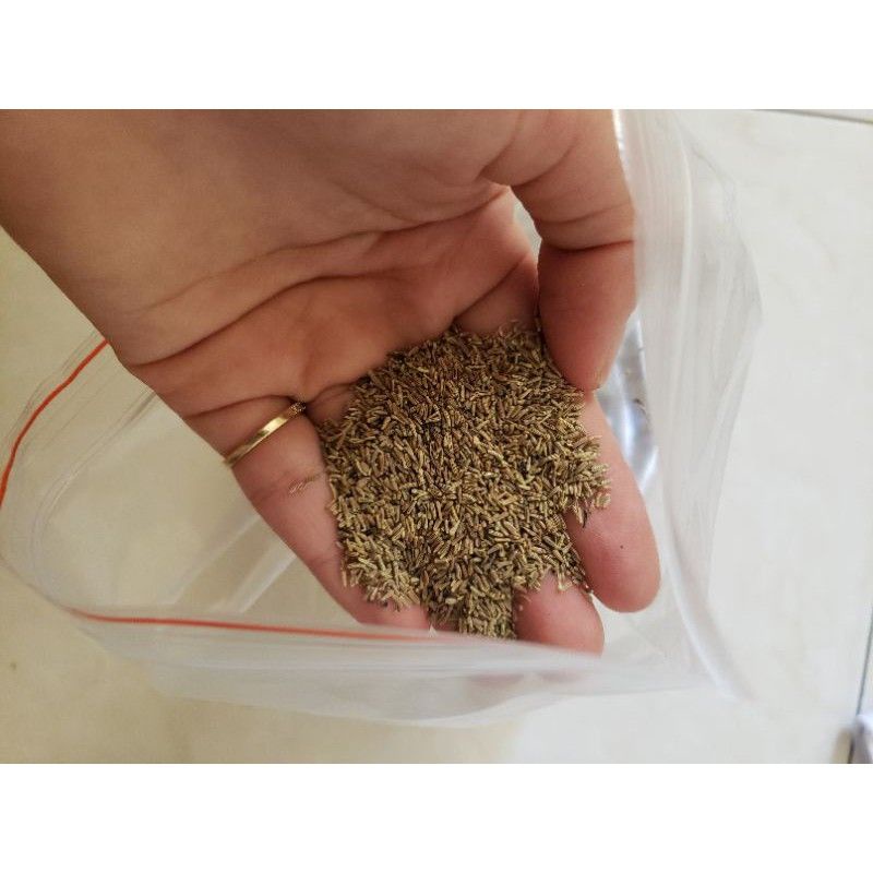 HG Nhập Khẩu _ 100 hạt giống ớt kiểng tròn ngũ sắc F1